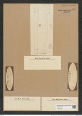 Actinella mirabilis (Eul.) Grun. (de-Toni-Nr.: Genus 108, Species 3276) Zeichnungen Sammlung Grunow Nr. 6667 (NHMW-BOT-W0375463)